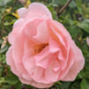 Meet your Posher, Gretchen